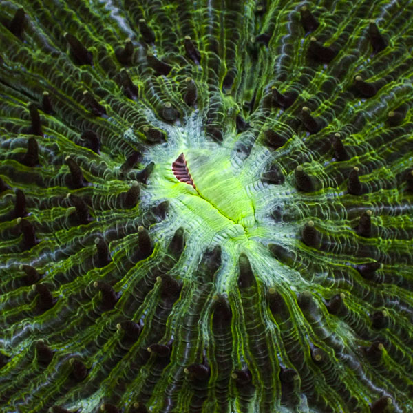 Fungia MC Lime Crown