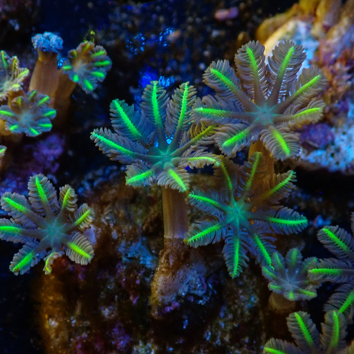 Clavularia MC Ultra Green