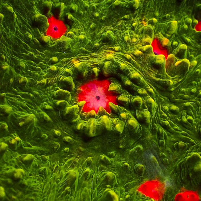 Chalice Mango Inferno