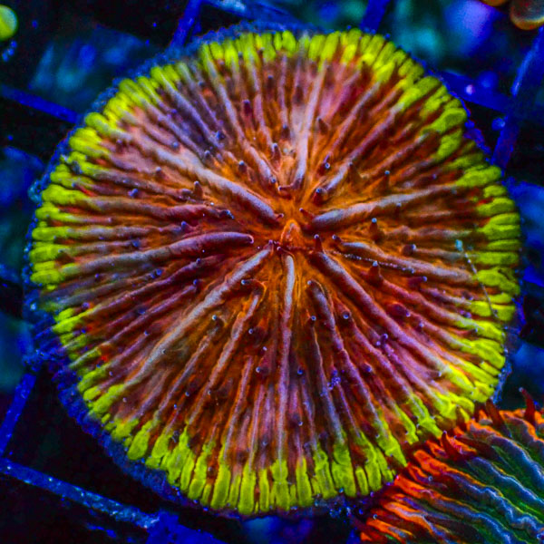 Fungia MC Pink Venom