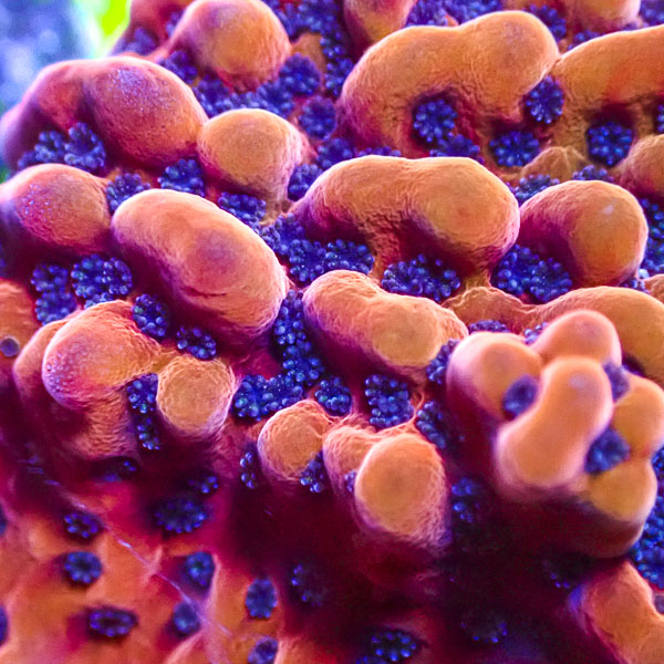Montipora MC JF Slow Burner