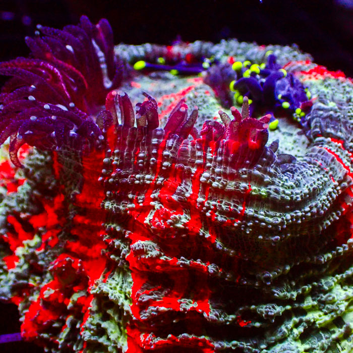 Acanthophyllia Color Explosion