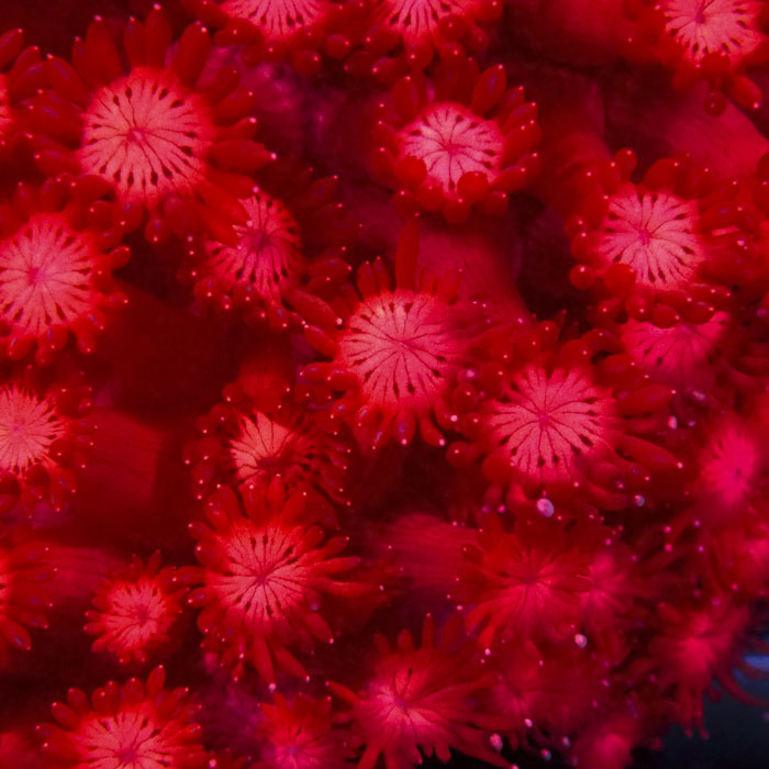 Goniopora Red Dynasty