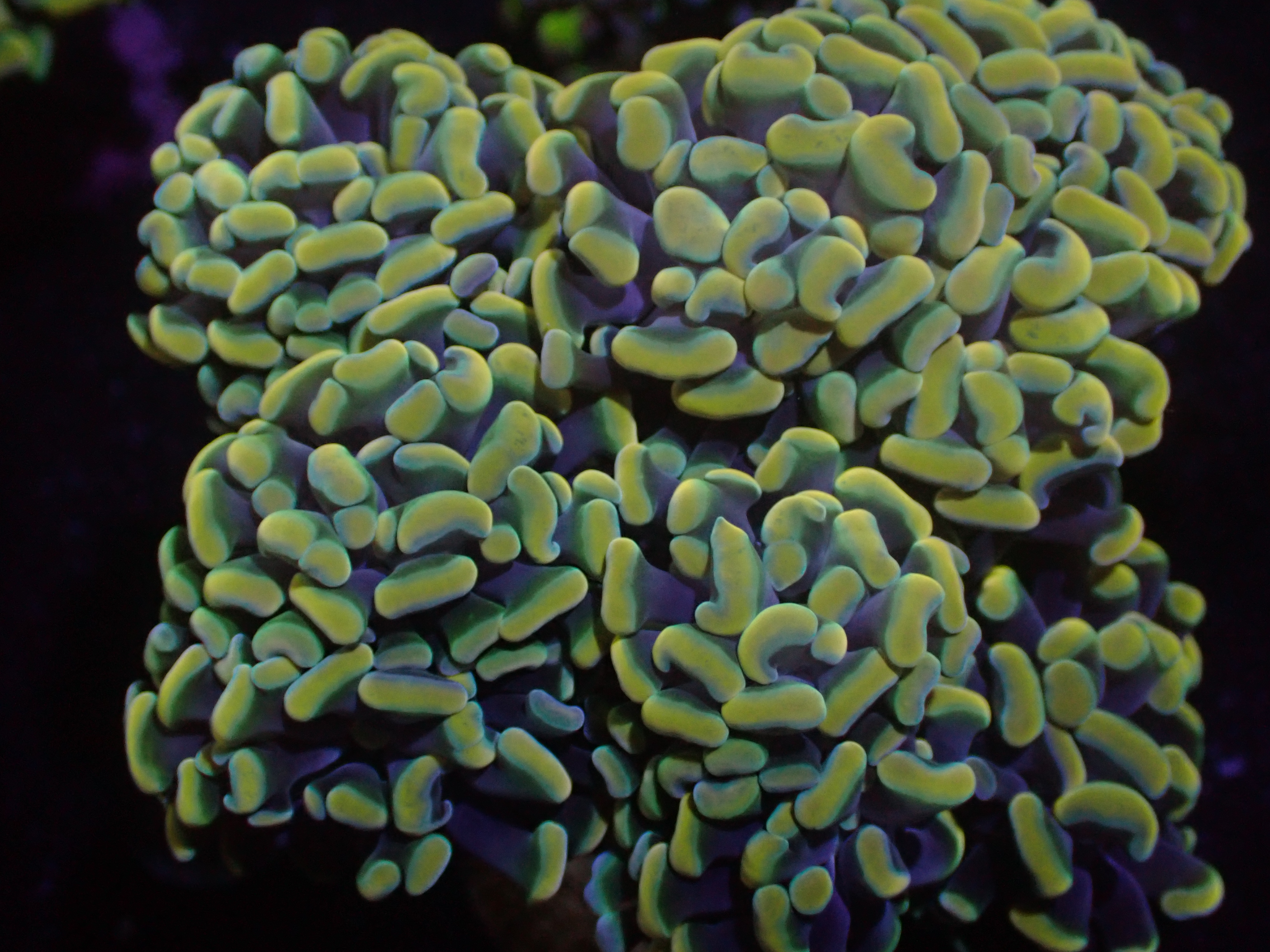 Euphyllia Paraancora 1 Kopf