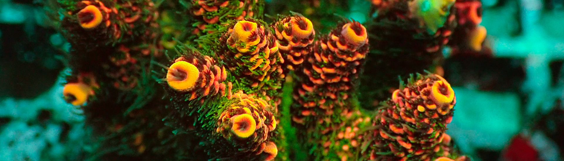 Acropora SPS Korallen in Gelb, Grün, Rot und Blau – farbenprächtige Riffkorallen online kaufen