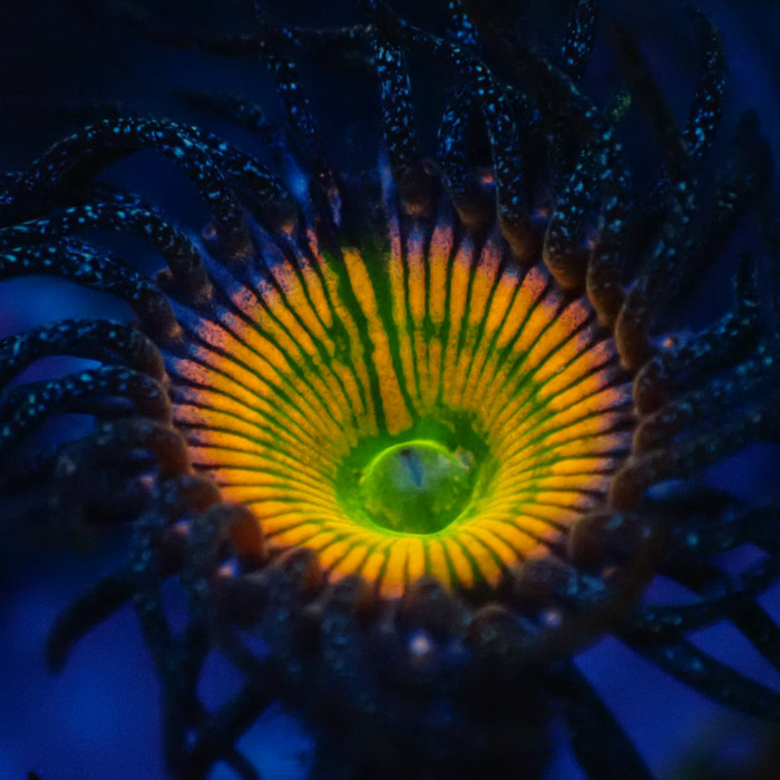 Zoanthus MC Ultra Sunny D.