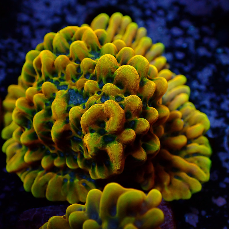 Montipora Crazy T. Frag 03