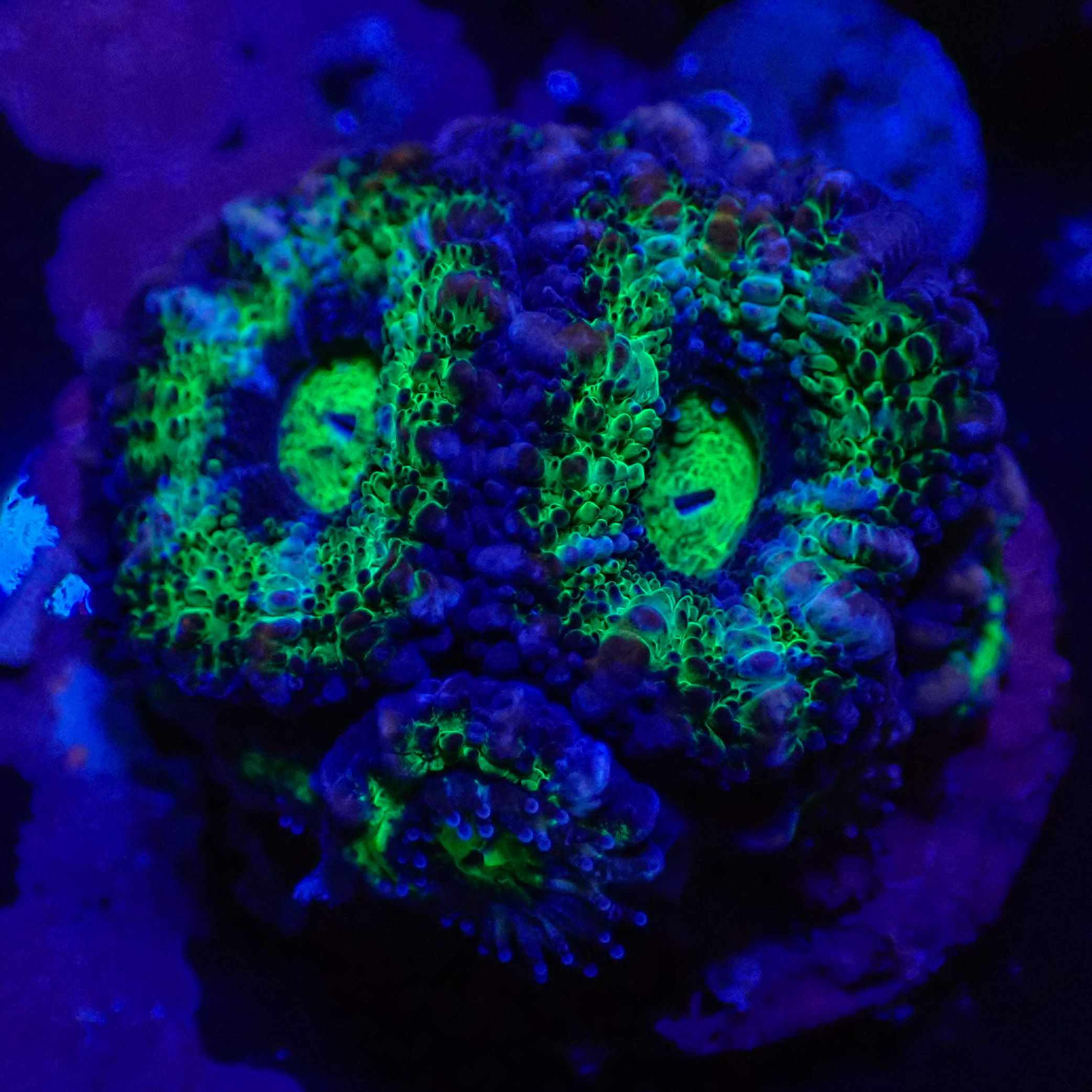 Acanthastrea lordhowensis DNZ Frag 02