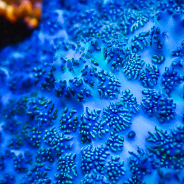 Rhodactis MC Deep Ocean