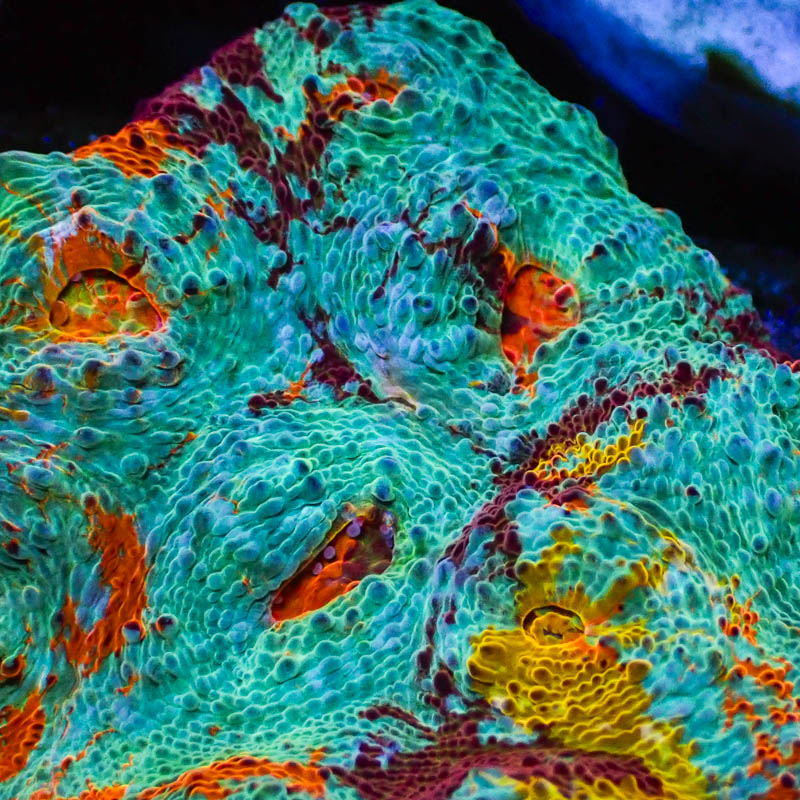 Chalice Benetton Ultra – Seltenes Multicolor-Sammlerstück