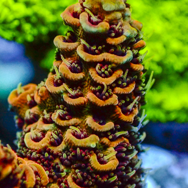 Acropora Spathulata Grün/Orange