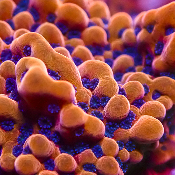 Montipora MC JF Slow Burner