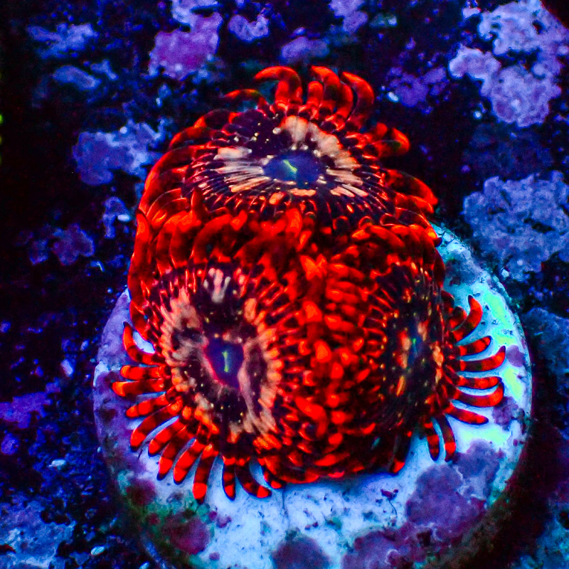 Zoanthus MC Utter Chaos