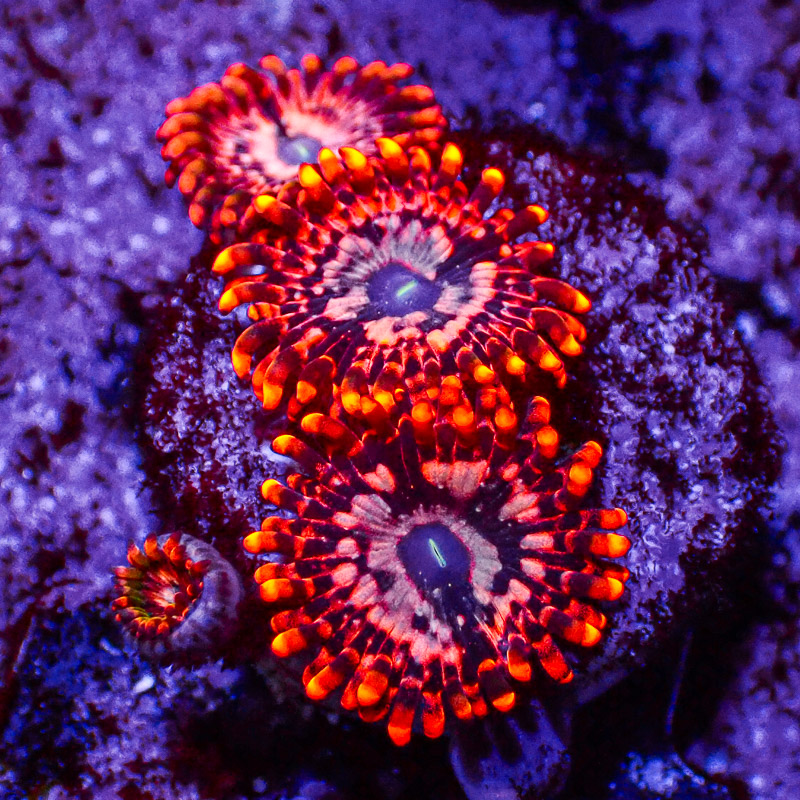 Zoanthus MC Utter Chaos