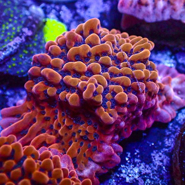 Montipora MC JF Slow Burner