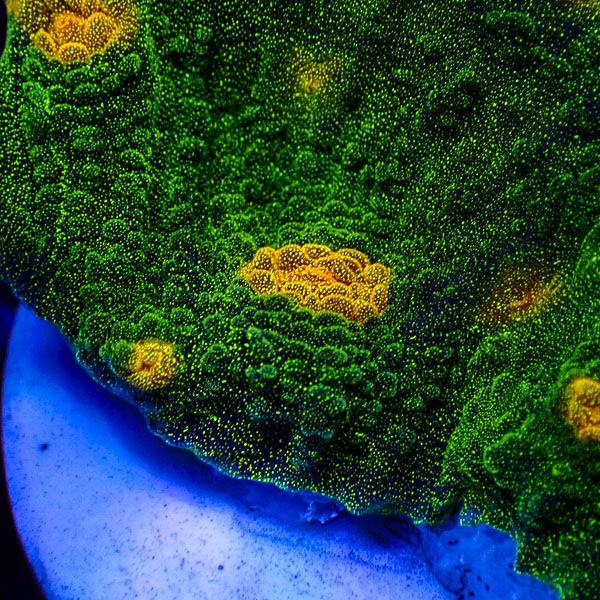 Chalice John Deere Frag 02