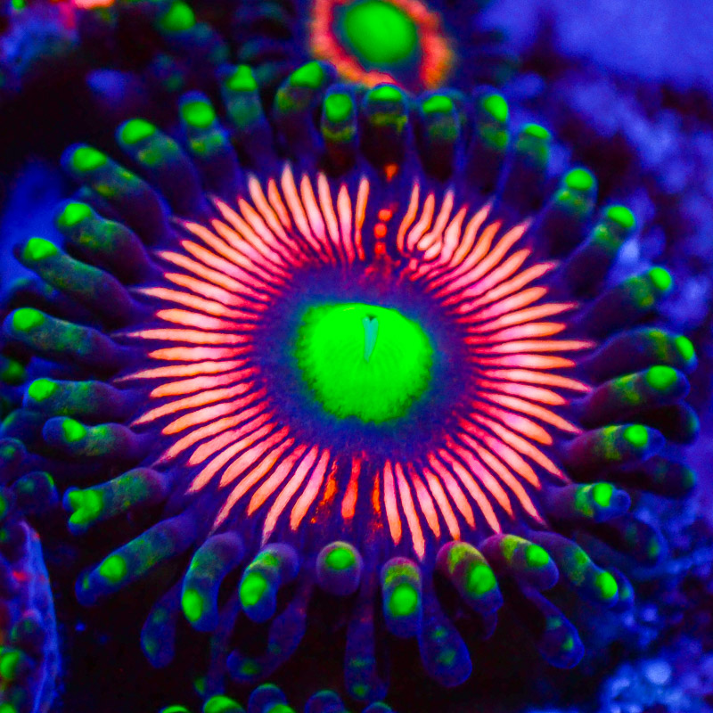 Zoanthus Lord of the Rings