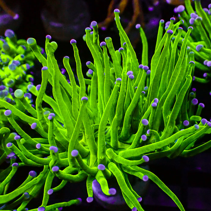 Euphyllia Glabrescens Toxic Green Ultra