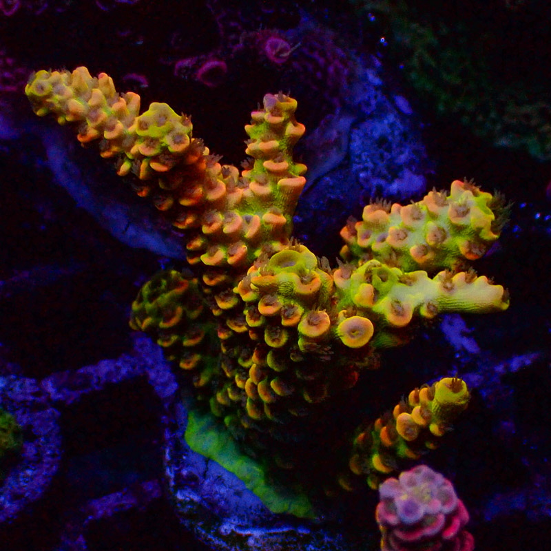 Acropora Crafted