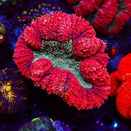Lobophyllia MC Green Sunshine