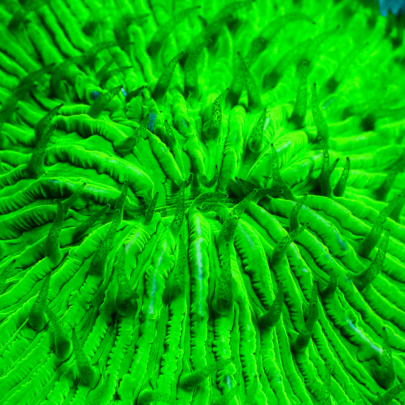 Fungia Ultra Grün