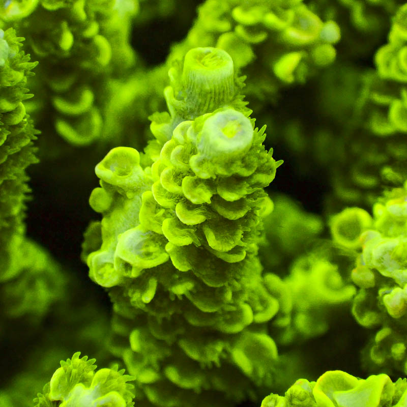 Acropora Walt Disney Ultra Grün – Hochfarbige Premium-SPS