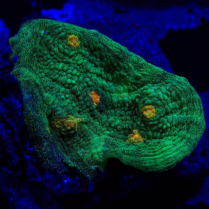 Chalice MC Space Invader Frag 02