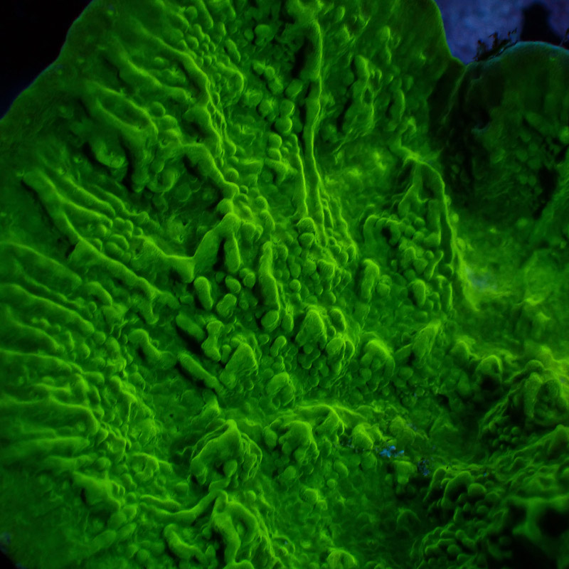 Montipora Grün Frag 04