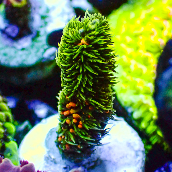 Acropora Mille Rainbow Orange/Grün