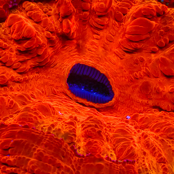Acanthophyllia Mandarin Oasis
