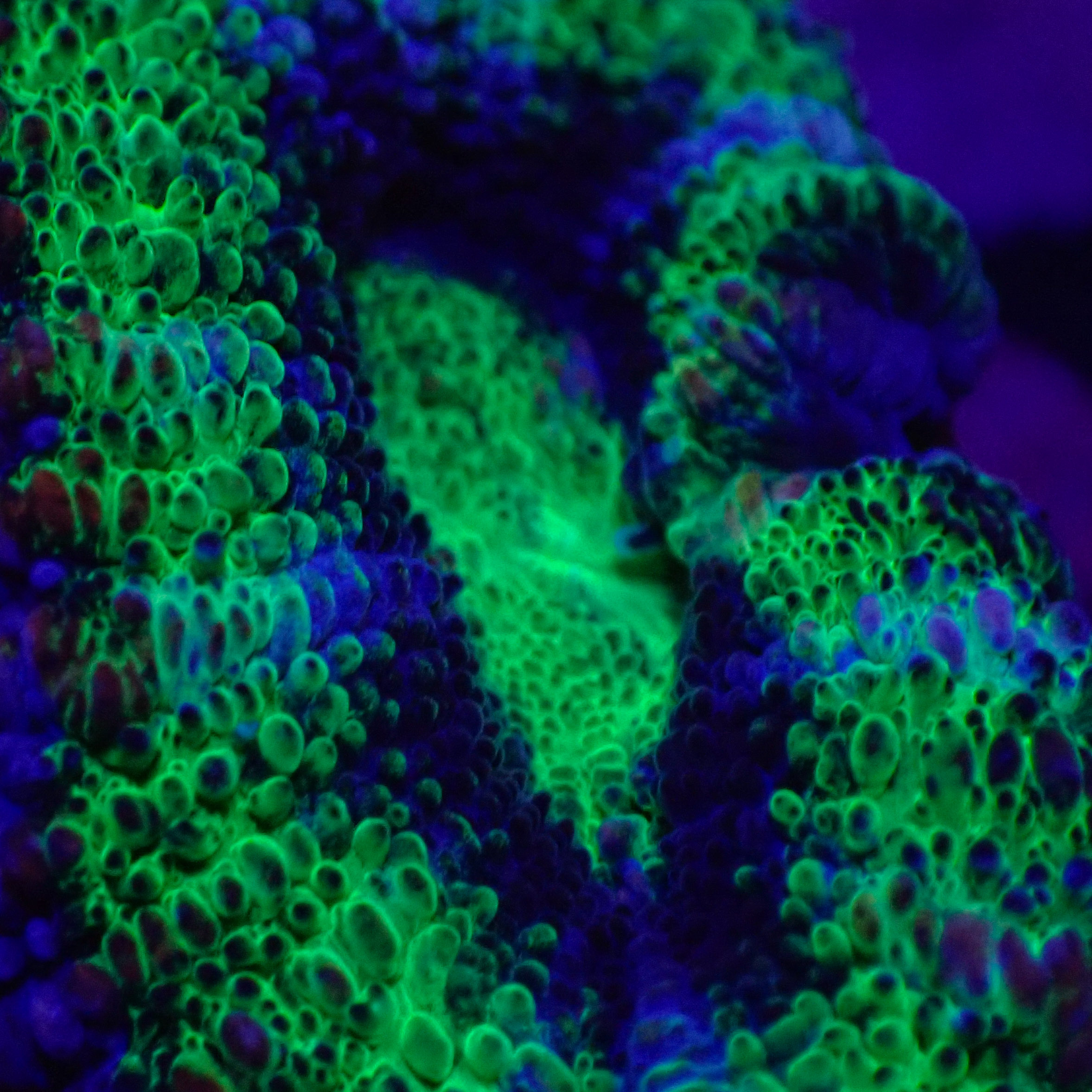 Acanthastrea lordhowensis DNZ Frag 03