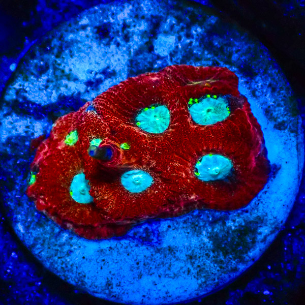 Acanthastrea MC Venom Eyes NZ
