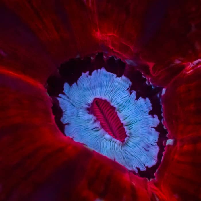 Cynarina MC Ruby Sapphire Eclipse