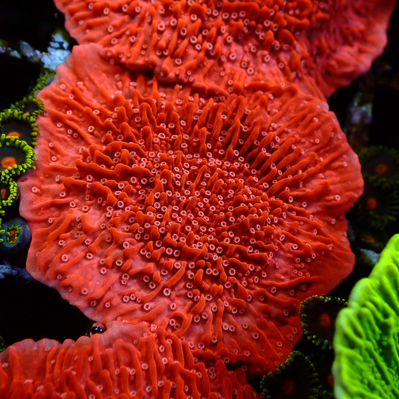 Montipora Rot Frag 14