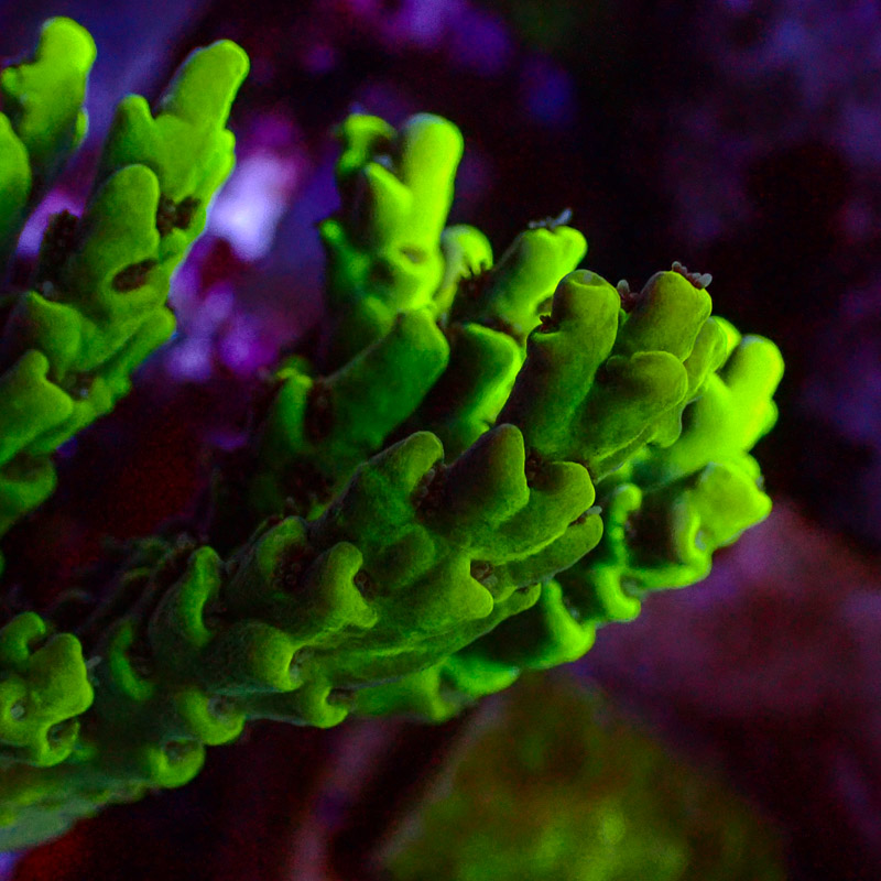 Acropora