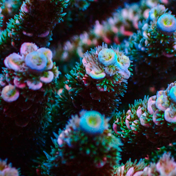 Acropora Homewrecker Multicolor