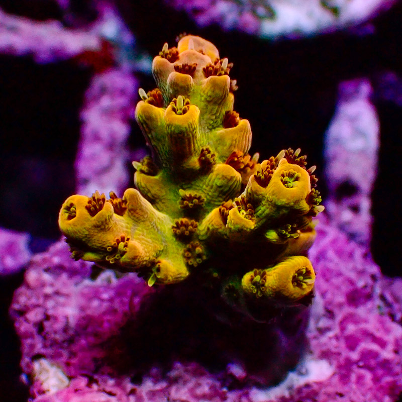 Acropora