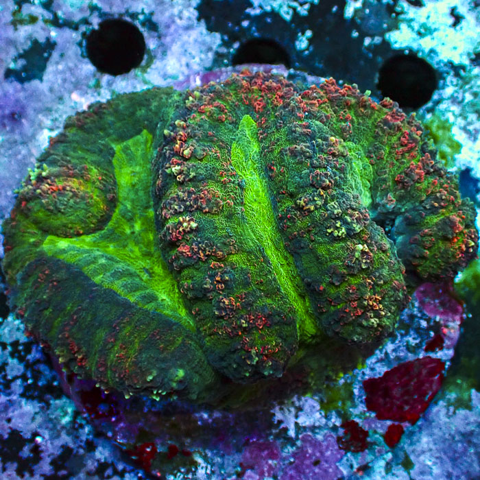 Lobophyllia MC Mosaic Blaze