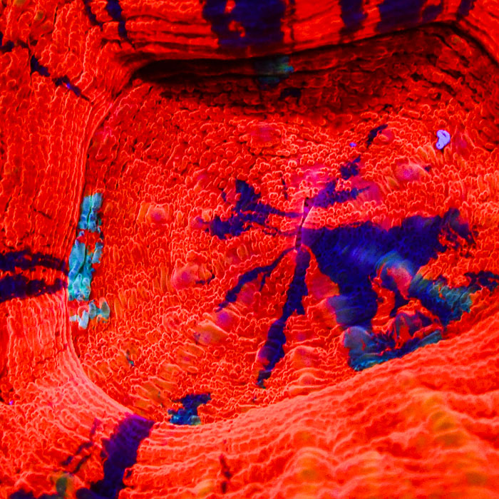 Scolymia MC Orange Monster Eye