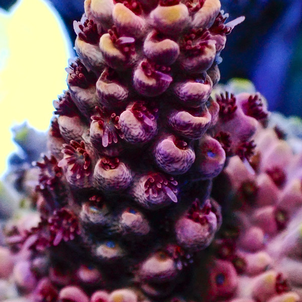 Acropora Rot/Rosa