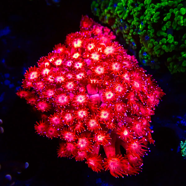 Goniopora Glumandas Feuer NZ CTO