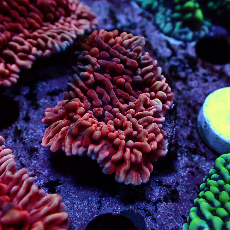 Montipora Mean Streak Frag 27