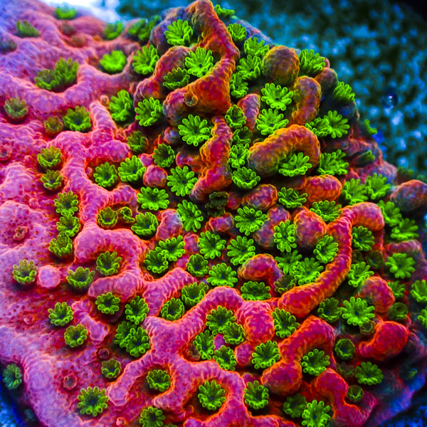 Montipora WWC Sunset Imposter