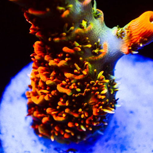 Acropora MC Cupper Heinz