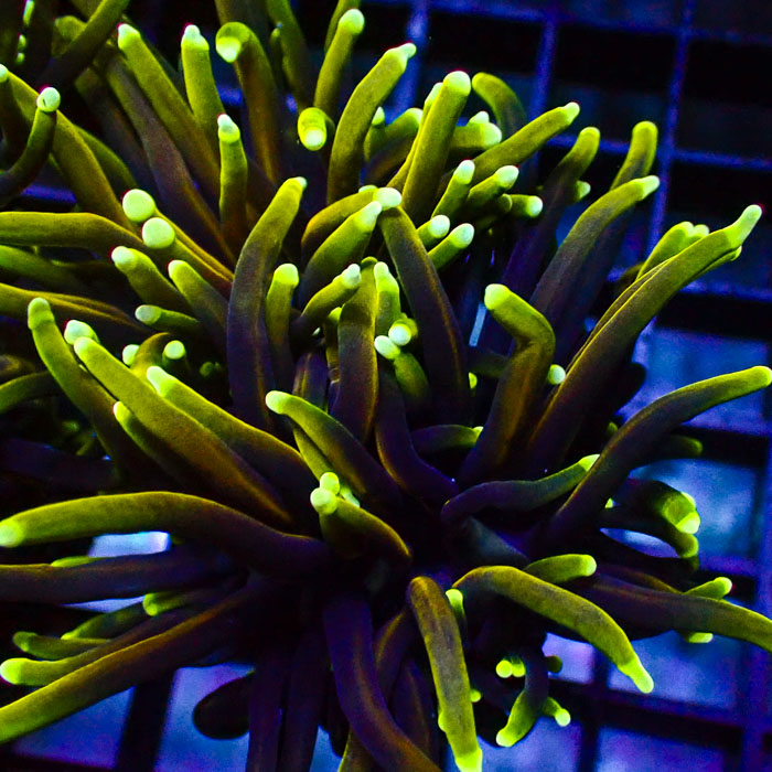 Euphyllia Glabrescens Dragon Soul