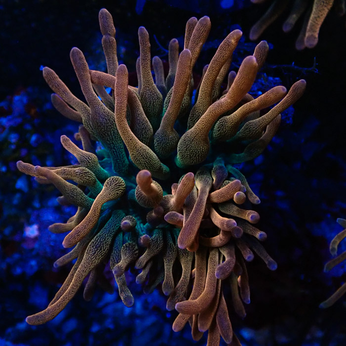 Entacmaea MC Quadricolor Sunburst