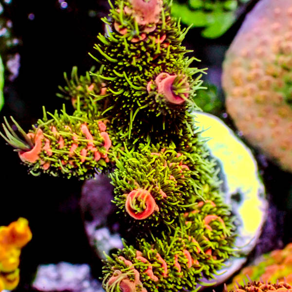 Acropora millepora