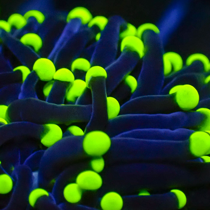 Euphyllia Black Torch Green Tips