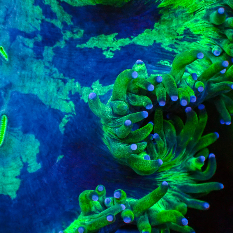 Catalaphyllia Blue Tip