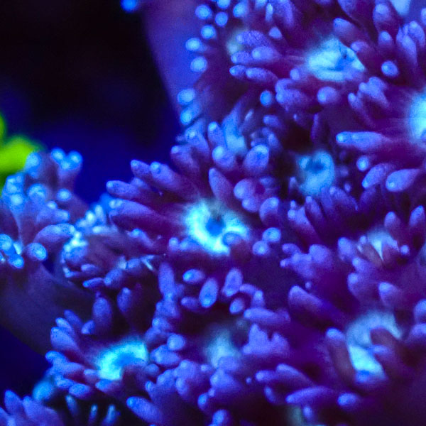 Goniopora MC Turquoise Lavender NZ CTO